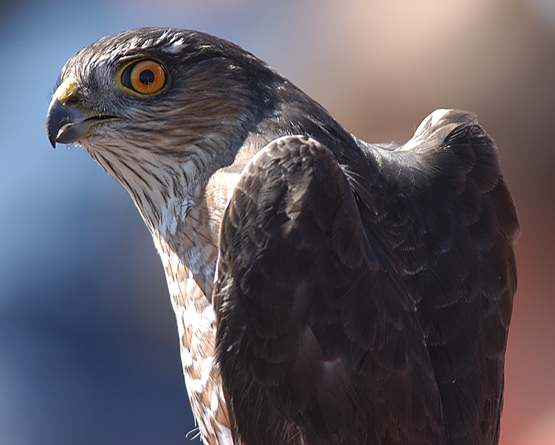 Goshawk