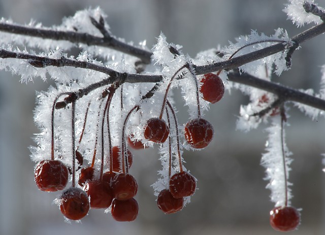 Winter Apple Frost