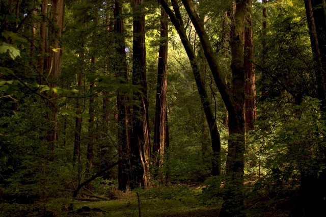 Muir Woods