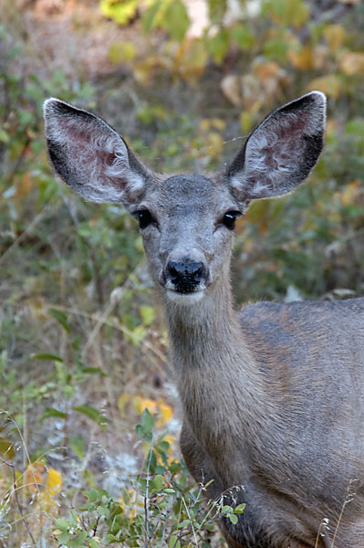 Mule Deer
