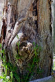 log.jpg