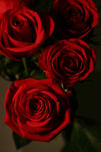 Roses