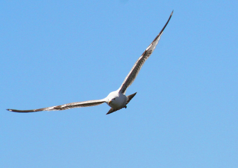 fly gull.jpg