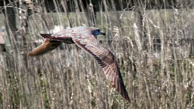 flying bird.jpg