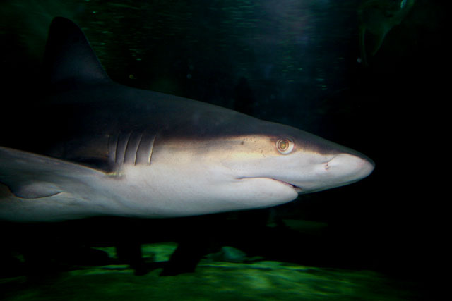 shark_lil.jpg
