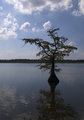 tree.jpg
