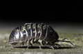 rollypolly.jpg