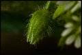 MarchMacro_day11.jpg