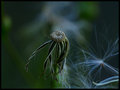 MarchMacro_day14.jpg