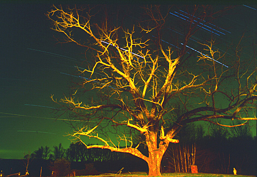 tree.jpg