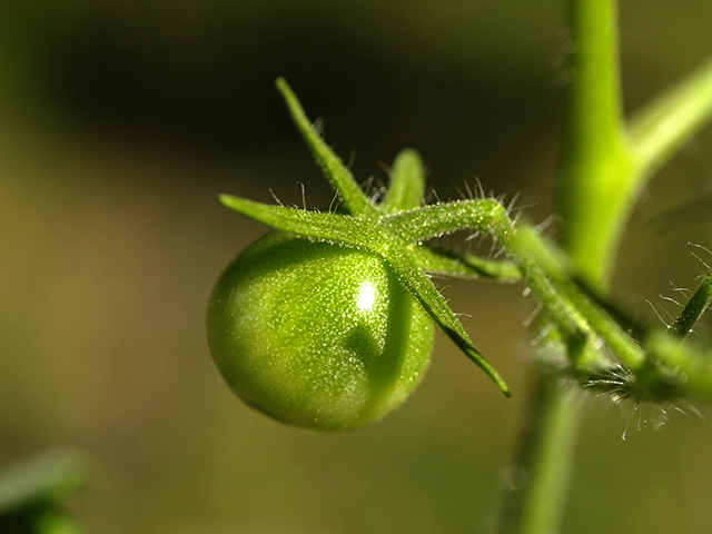 garden.jpg