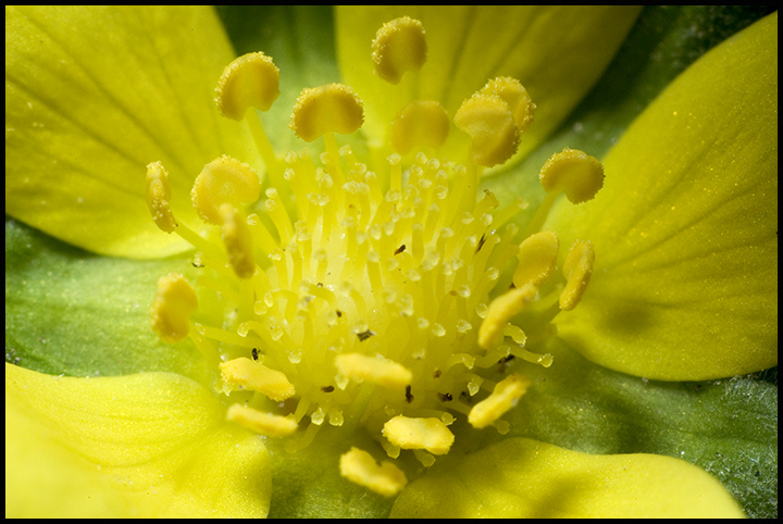 macro_day5.jpg