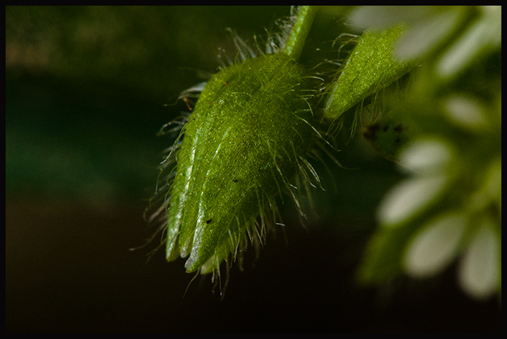 MarchMacro_day11.jpg