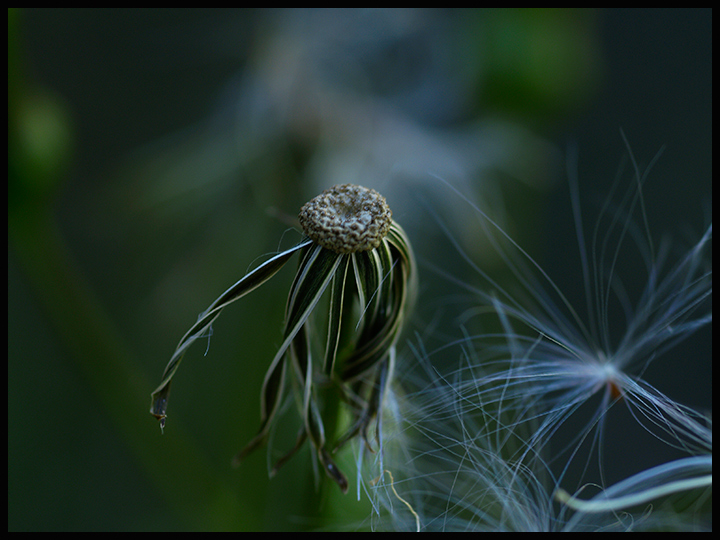 MarchMacro_day14.jpg
