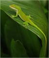 lizard.jpg