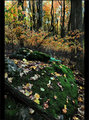 Moss and Fern