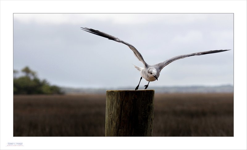 Gull