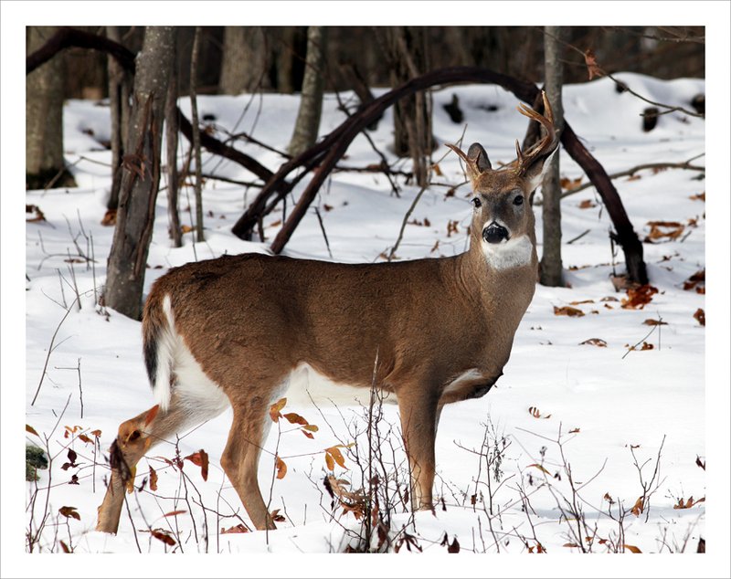 Non-typical Whitetail