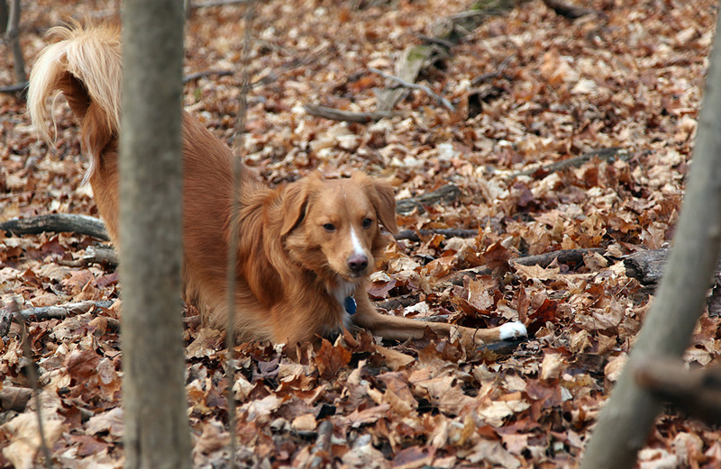 Teague in the Woods