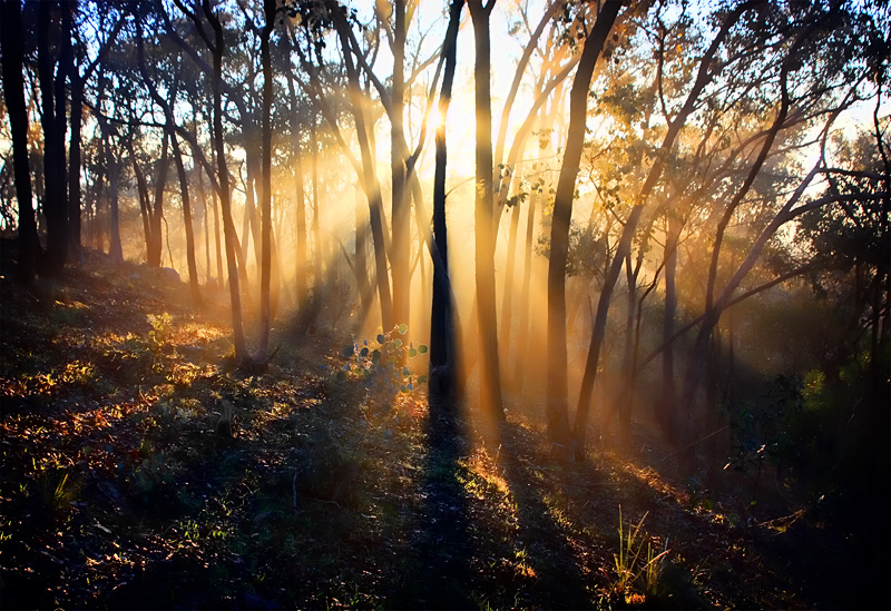 A golden morning