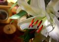 Lilly 3