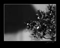 Fruit Tree
