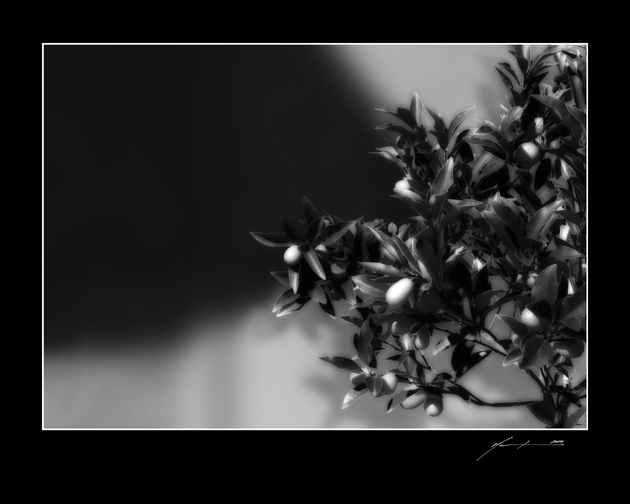 Fruit Tree
