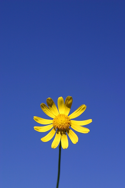 Happy Lil Weed