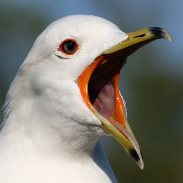 Gull