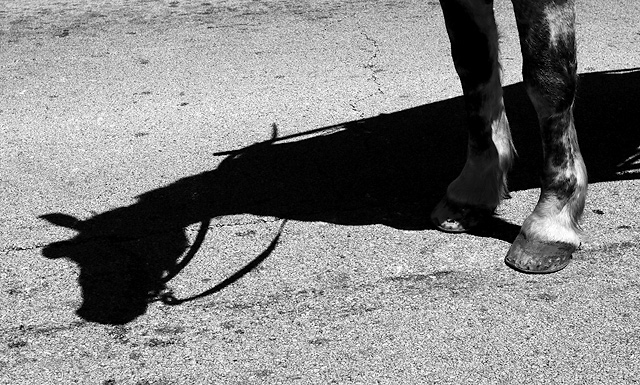 Horse with Shadow