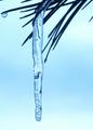 Blue Icicle