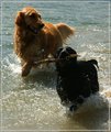 Orion and Juliet at the lake