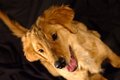 dsc_5293_v2small.jpg