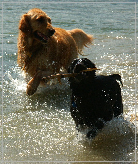 Orion and Juliet at the lake