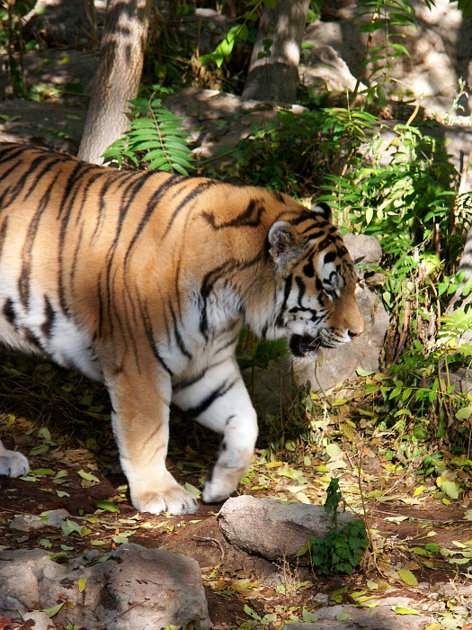 pict2860_v2.jpg