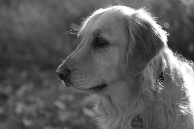 dsc_0042_v2bw.jpg