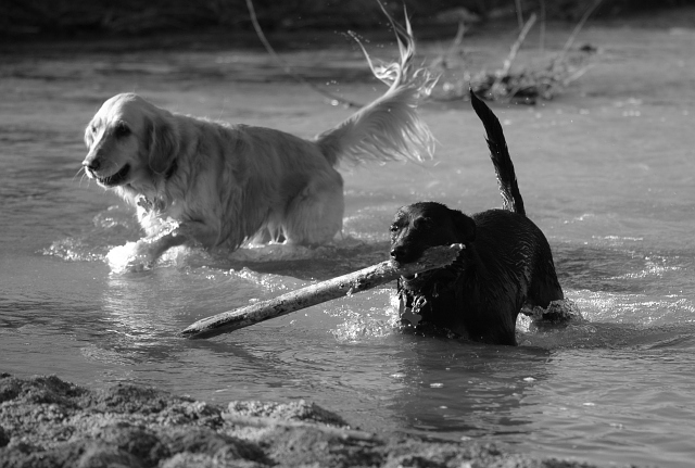 dsc_2068_v2bw_small.jpg