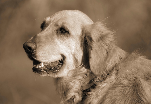 Juliet in Sepia