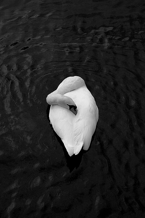 dsc_4726_v2.jpg