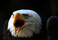 Bald Eagle.jpg