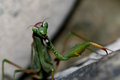 Praying Mantis.jpg