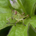 Grasshopper 