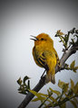Yellow Warbler