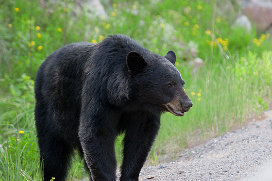 Black Bear Web.jpg