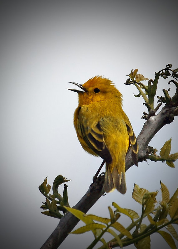 Yellow Warbler