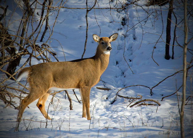 Whitetail Deer