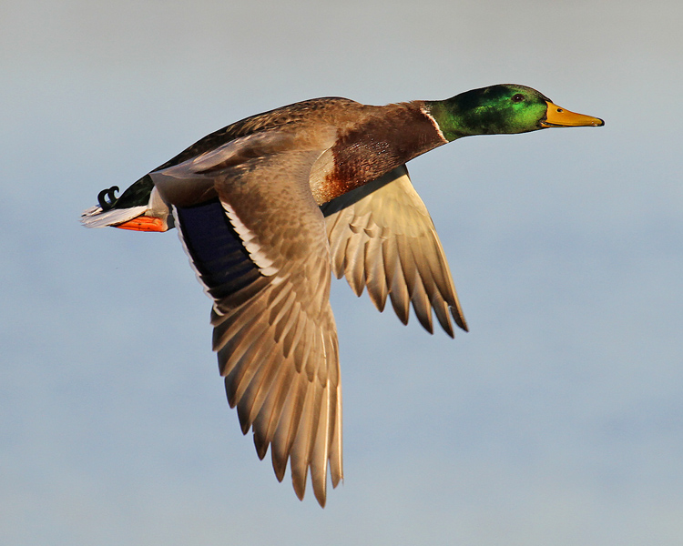 Mallard Flight Shot
