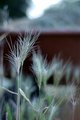 weed grass.jpg