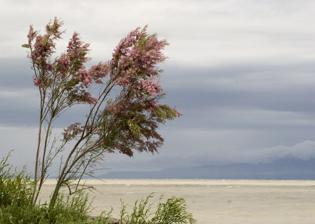 Provo-Lake.jpg