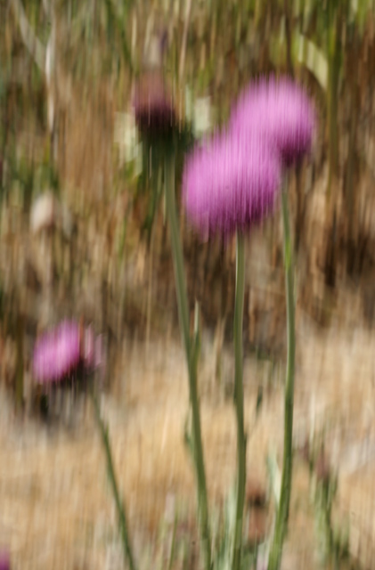 thistles.jpg